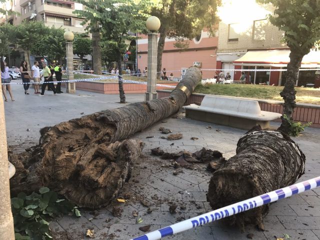 Se derrumba una palmera de 10 metros en Alcantarilla